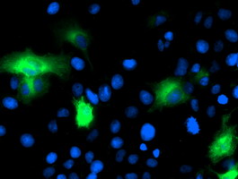 m11197 anti calpain 9 capn9 mouse monoclonal antibody clone id oti2g1 if testing 6