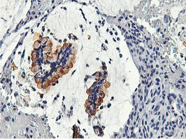 m11197 anti calpain 9 capn9 mouse monoclonal antibody clone id oti2g1 ihc testing 4
