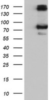 HEK293T cells were transfected with the pCMV6-ENTRY control (Left lane) or pCMV6-ENTRY CAPN9 (Right lane) cDNA for 48 hrs and lysed