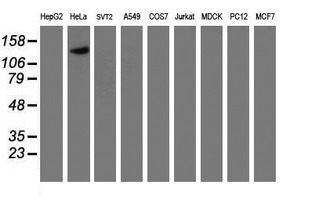 Western blot analysis of extracts (35ug) from 9 different cell lines by using anti-CAPN9 monoclonal antibody