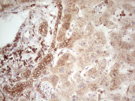 m11210 anti wibg pym1 mouse monoclonal antibody clone id oti5e2 ihc testing 19