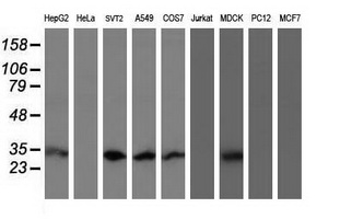 Western blot analysis of extracts (35ug) from 9 different cell lines by using anti-MTIF3 monoclonal antibody (HepG2: human; HeLa: human; SVT2: mouse; A549: human; COS7: monkey; Jurkat: human; MDCK: canine; PC12: rat; MCF7: human)