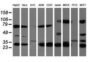Western blot analysis of extracts (35ug) from 9 different cell lines by using anti-MTIF3 monoclonal antibody (HepG2: human; HeLa: human; SVT2: mouse; A549: human; COS7: monkey; Jurkat: human; MDCK: canine; PC12: rat; MCF7: human)