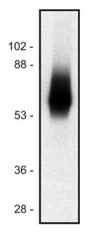 m11223 trim primary antibodies wb testing 1