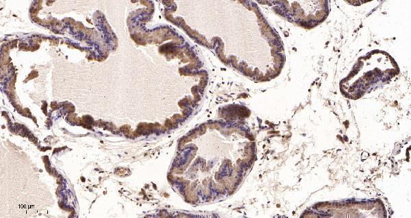 Immunohistochemical analysis of paraffin-embedded human Prostate tissue