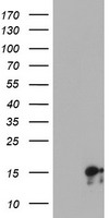 m11249 anti synj2bp mouse monoclonal antibody clone id oti3a9 wb testing 1