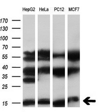 m11249 anti synj2bp mouse monoclonal antibody clone id oti3a9 wb testing 2