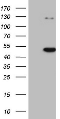 m11252 anti cdkl1 mouse monoclonal antibody clone id oti1d9 wb testing 1