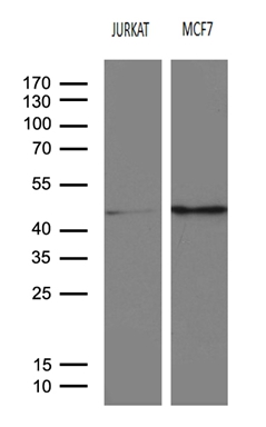 Western blot analysis of extracts (35ug) from 2 different cell lines by using anti-SERPINB8 monoclonal antibody (1:500)