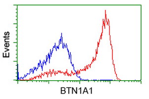 HEK293T cells transfected with either BTN1A1 (Myc-DDK-tagged) overexpress plasmid (Red) or empty vector control plasmid (Blue) were immunostained by anti-BTN1A1 antibody (M11266-1)