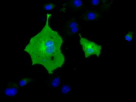 m11266 1 anti btn1a1 mouse monoclonal antibody clone id oti5e6 if testing 4