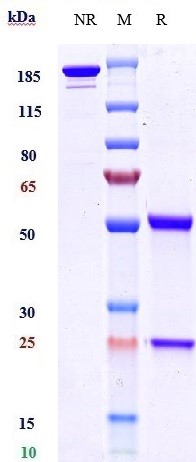 Anti-BTN1A1 Reference Antibody (ICT-01) on SDS-PAGE under reducing (R) condition