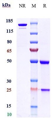 Anti-BTN1A1 Reference Antibody (CTX-2026) on SDS-PAGE under reducing (R) condition