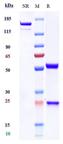 Anti-BTN1A1 Reference Antibody (ICT-01-N297A) on SDS-PAGE under reducing (R) condition