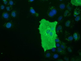 m11266 anti btn1a1 mouse monoclonal antibody clone id oti7b5 if testing 15