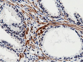 m11266 anti btn1a1 mouse monoclonal antibody clone id oti7b5 ihc testing 8