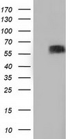 HEK293T cells were transfected with the pCMV6-ENTRY control (Left lane) or pCMV6-ENTRY BTN1A1 (Right lane) cDNA for 48 hrs and lysed