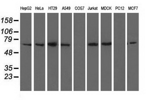 Western blot analysis of extracts (35ug) from 9 different cell lines by using anti-BTN1A1 monoclonal antibody
