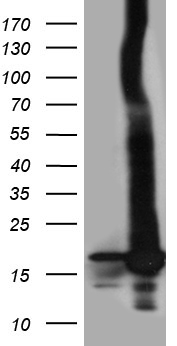 HEK293T cells were transfected with the pCMV6-ENTRY control (Left lane) or pCMV6-ENTRY POLR2H (Right lane) cDNA for 48 hrs and lysed