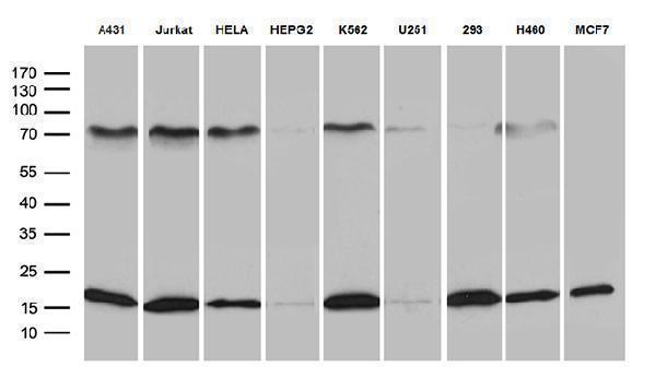 Western blot analysis of extracts (35ug) from 9 different cell lines by using anti-POLR2H monoclonal antibody (1:500)