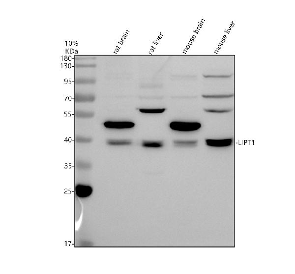 m11274 lipt1 primary antibodies wb testing 1