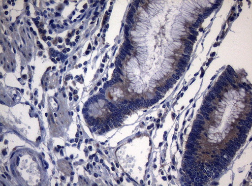 m11315 anti pitpnb mouse monoclonal antibody clone id oti6h10 ihc testing 5