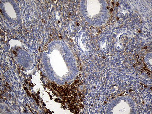m11321 anti sh3bp1 mouse monoclonal antibody clone id oti1c9 ihc testing 5