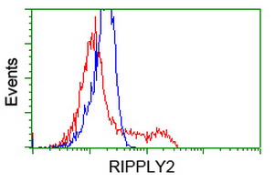 HEK293T cells transfected with either RIPPLY2 (Myc-DDK-tagged) overexpress plasmid (Red) or empty vector control plasmid (Blue) were immunostained by anti-RIPPLY2 antibody (M11355)