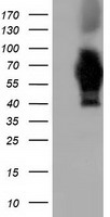 HEK293T cells were transfected with the pCMV6-ENTRY control (Left lane) or pCMV6-ENTRY AK5 (Right lane) cDNA for 48 hrs and lysed