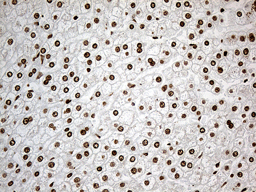 m11406 anti irf2bp1 mouse monoclonal antibody clone id oti3a6 ihc testing 8