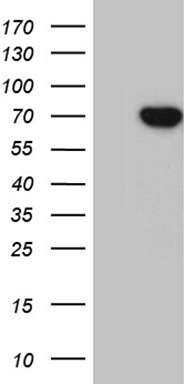 m11406 anti irf2bp1 mouse monoclonal antibody clone id oti3a6 wb testing 1