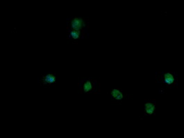 m11409 1 anti trim45 mouse monoclonal antibody clone id oti3g3 if testing 7