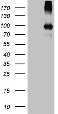 m11423 anti pamr1 mouse monoclonal antibody clone id oti4e2 wb testing 1