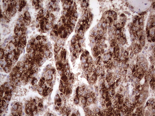 m11432 anti cdkl2 mouse monoclonal antibody clone id oti12c2 ihc testing 7