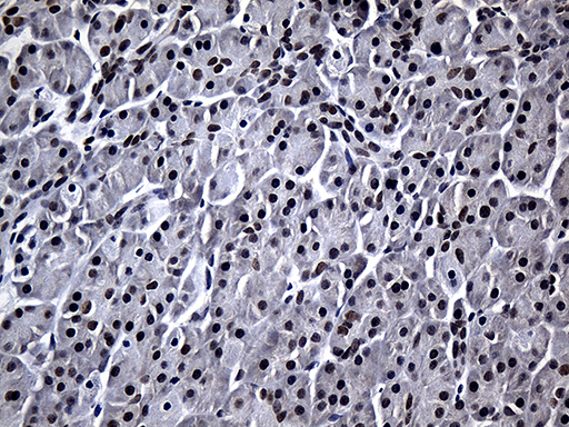 m11439 anti rpain mouse monoclonal antibody clone id oti6a7 ihc testing 3