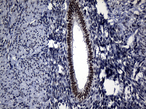 m11439 anti rpain mouse monoclonal antibody clone id oti6a7 ihc testing 4
