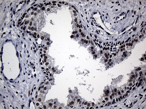 m11439 anti rpain mouse monoclonal antibody clone id oti6a7 ihc testing 5