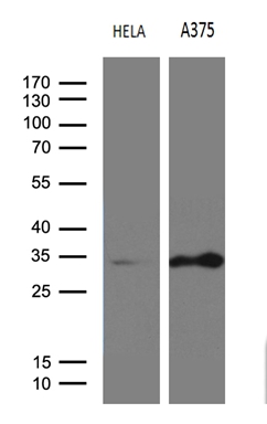 m11439 anti rpain mouse monoclonal antibody clone id oti6a7 wb testing 2