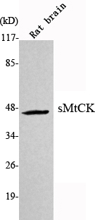 Western Blot analysis using sMtCK Monoclonal Antibody against rat brain lysate