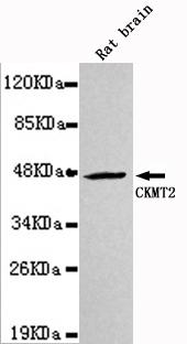 m11457 ckmt2 primary antiboties wb testing 1