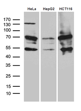 Western blot analysis of extracts (35ug) from 3 cell lines by using anti-ZNF2 monoclonal antibody (1:500)