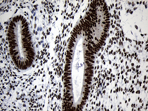 m11516 anti nabp1 mouse monoclonal antibody clone id oti6b10 ihc testing 4
