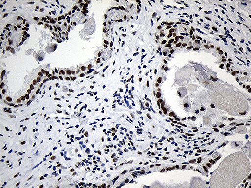m11516 anti nabp1 mouse monoclonal antibody clone id oti6b10 ihc testing 5