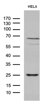 Western blot analysis of extracts (35ug) from HELA cell line by using anti-NABP1 monoclonal antibody (1:500)