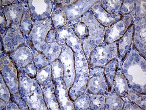 Immunohistochemical staining of paraffin-embedded Human Kidney tissue within the normal limits using anti-SEC11A mouse monoclonal antibody