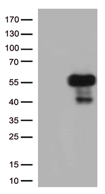 m11544 anti trim44 mouse monoclonal antibody clone id oti1e10 wb testing 1