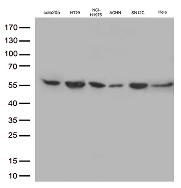 m11544 anti trim44 mouse monoclonal antibody clone id oti1e10 wb testing 2
