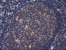 m11589 anti acot12 mouse monoclonal antibody clone id oti1b9 ihc testing 4