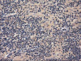m11589 anti acot12 mouse monoclonal antibody clone id oti1b9 ihc testing 5