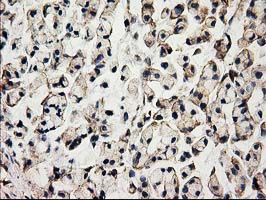 m11589 anti acot12 mouse monoclonal antibody clone id oti1b9 ihc testing 6